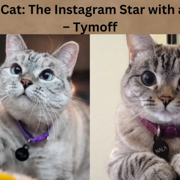 Meet Nala Cat: The Instagram Star with a Ton of Fo – Tymoff