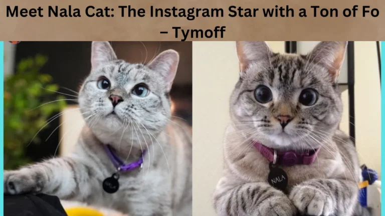 Meet Nala Cat: The Instagram Star with a Ton of Fo – Tymoff